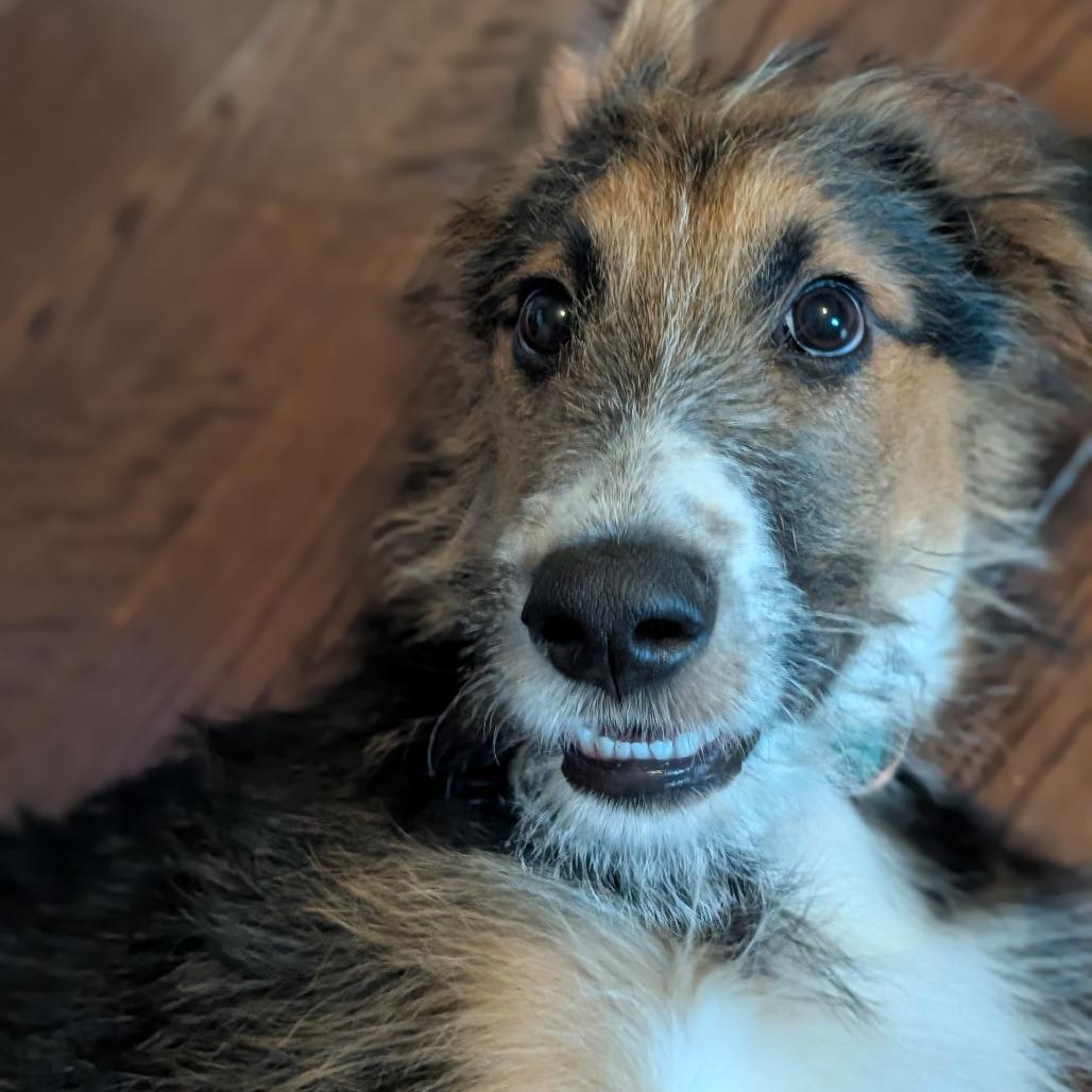Laramie, a Adoptable mixed breed in Delaware, OH image 4/4