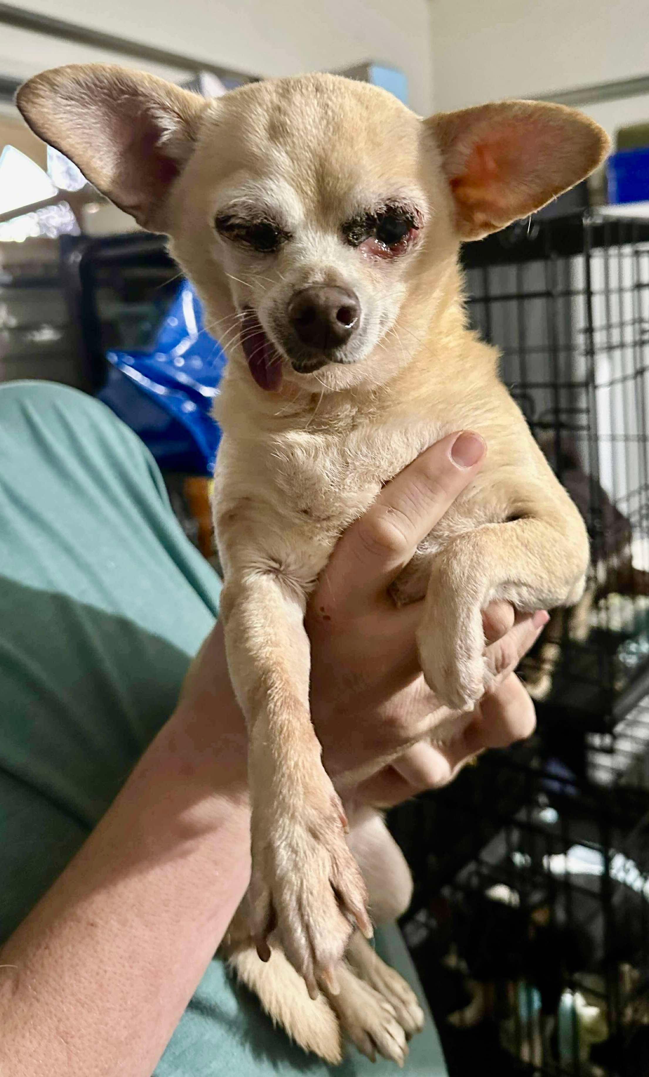 Princess Leia, an adopted mixed breed in Roseburg, OR image 2/6