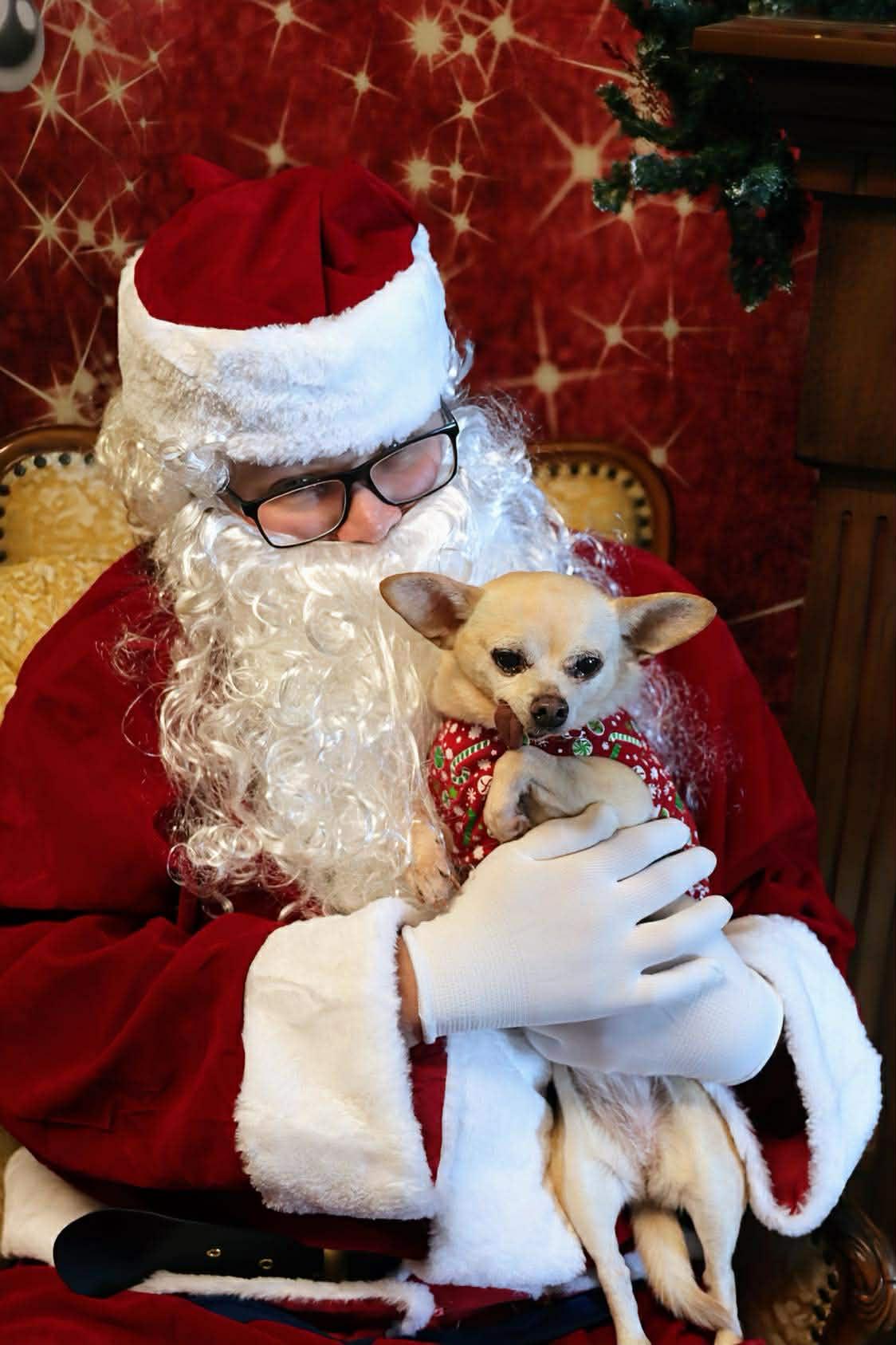 Princess Leia, an adopted mixed breed in Roseburg, OR image 3/6