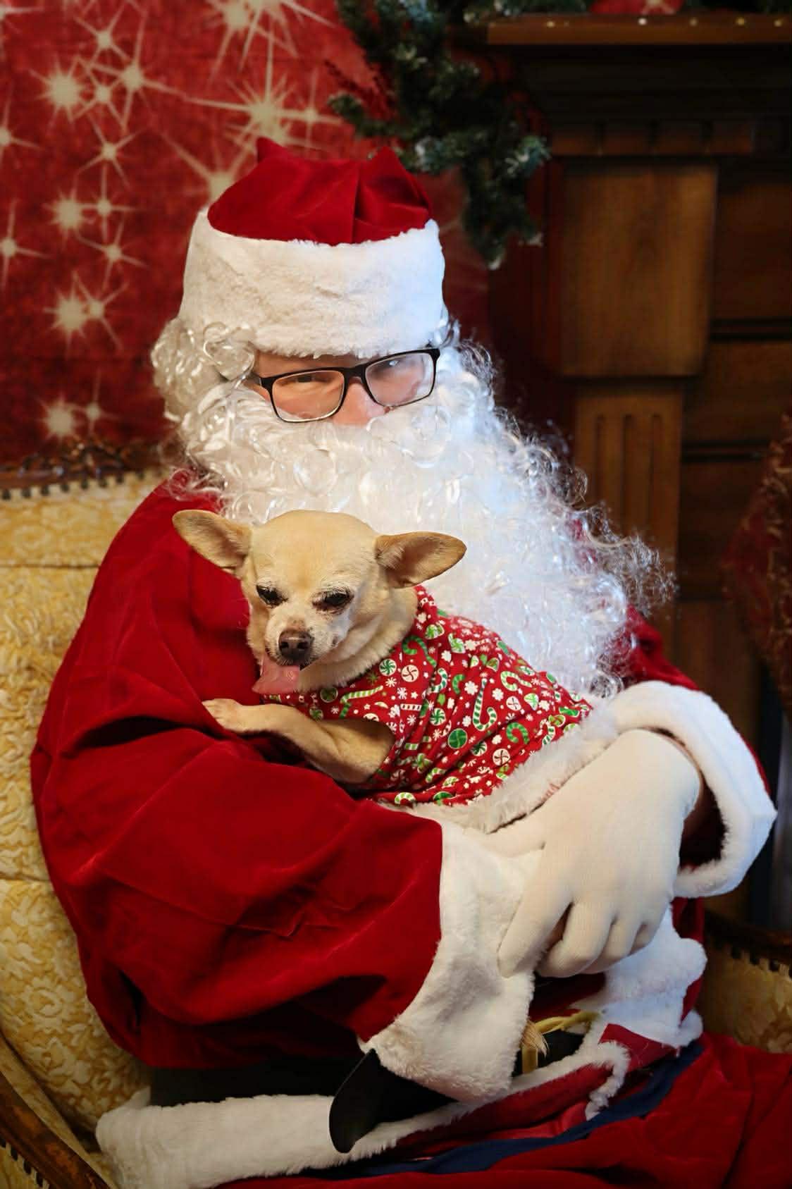 Princess Leia, an adopted mixed breed in Roseburg, OR image 4/6