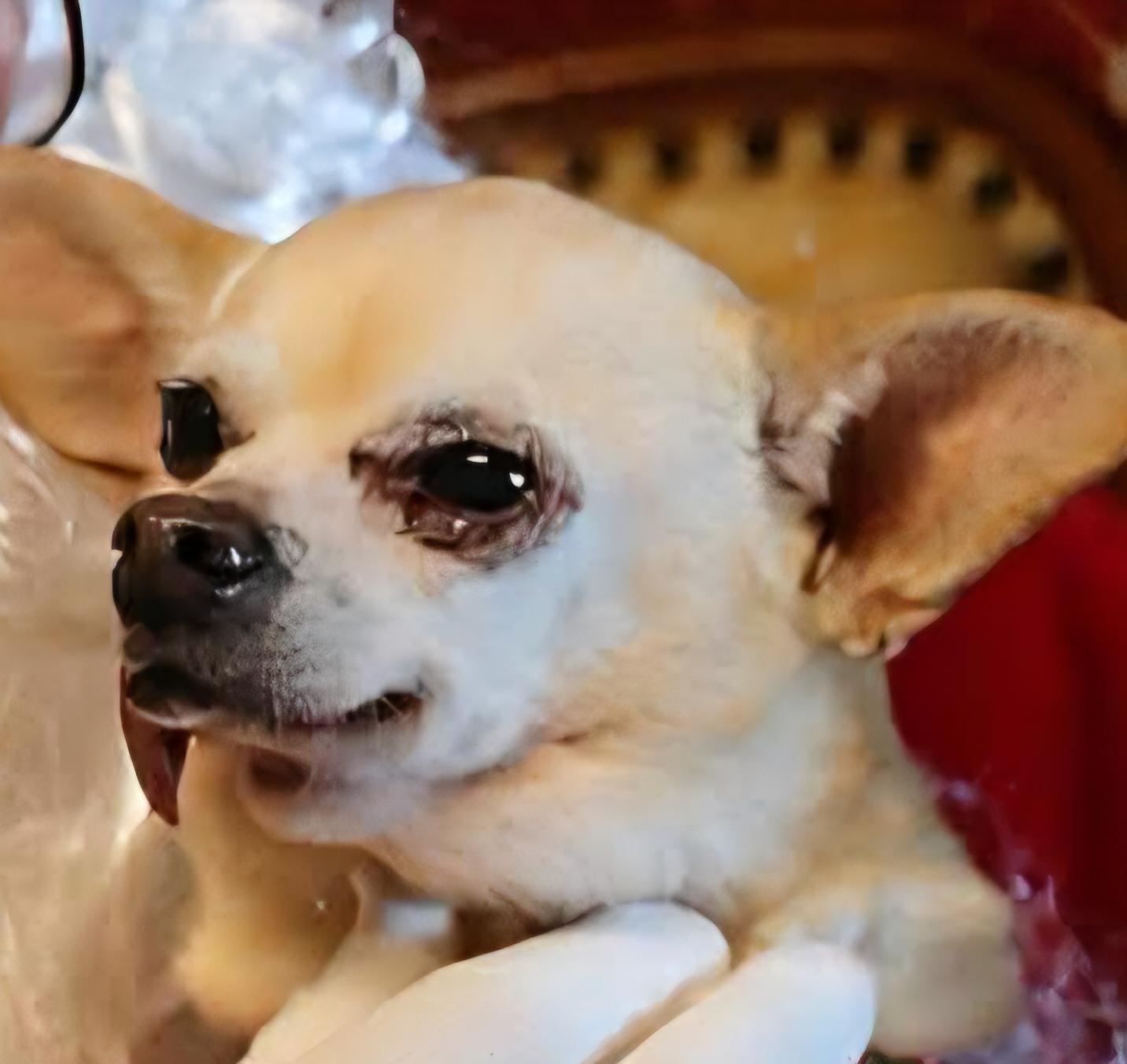 Princess Leia, adopted, Senior Female Chihuahua.