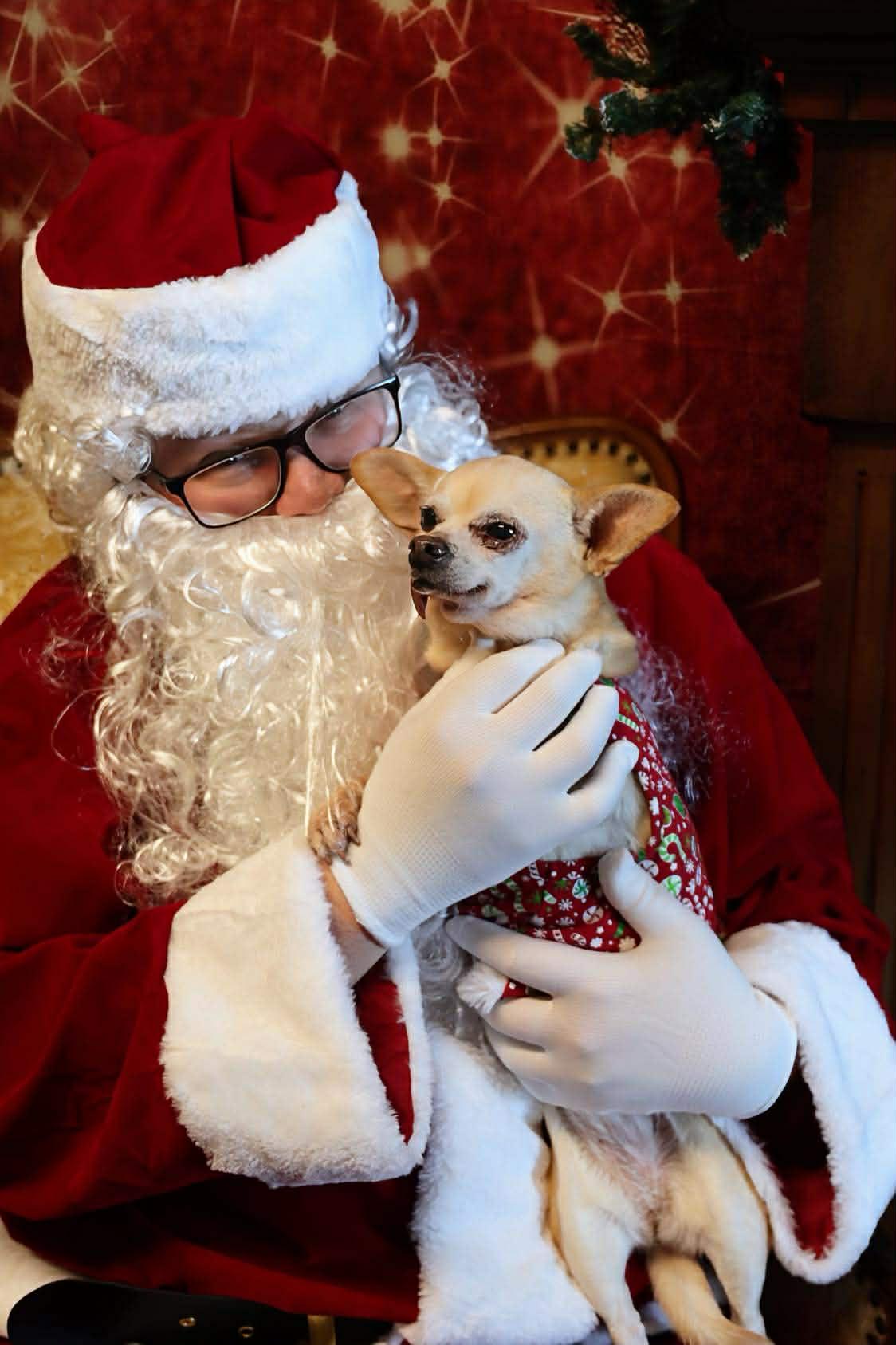 Princess Leia, an adopted mixed breed in Roseburg, OR image 5/6