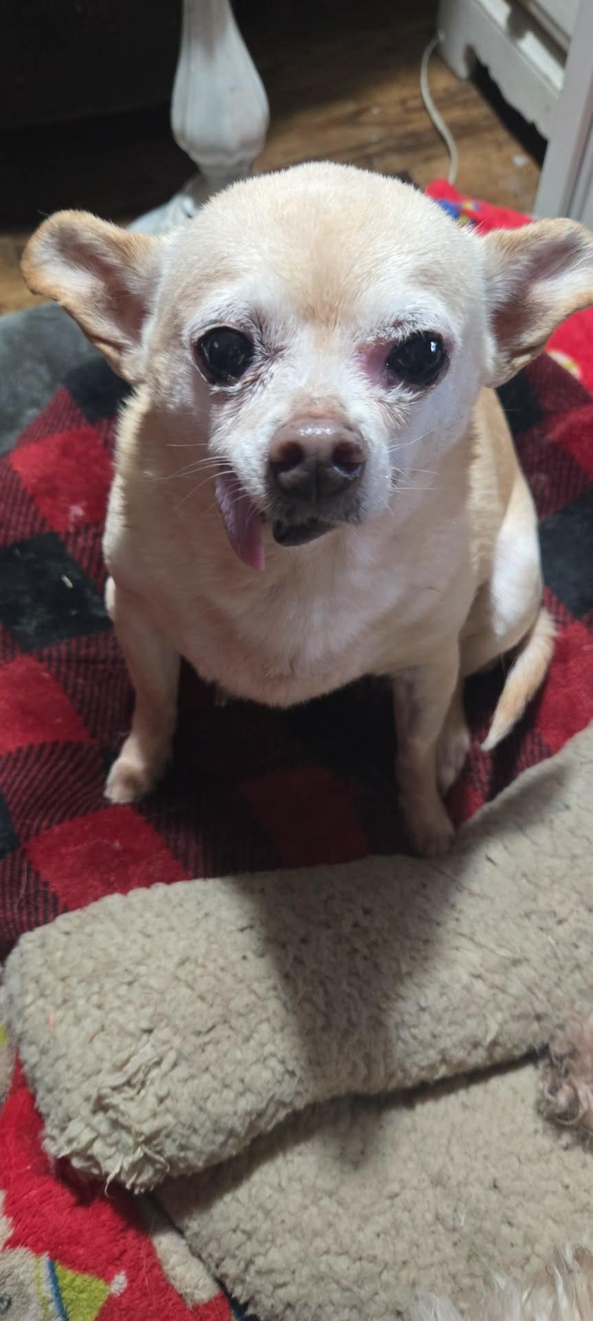 Princess Leia, an adopted mixed breed in Roseburg, OR image 6/6
