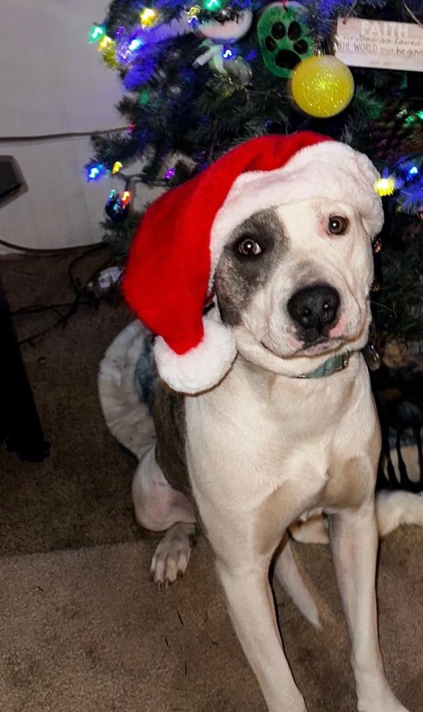 Enlarge Nova - CL, a Adoptable mixed breed in Claremore, OK image 1/4