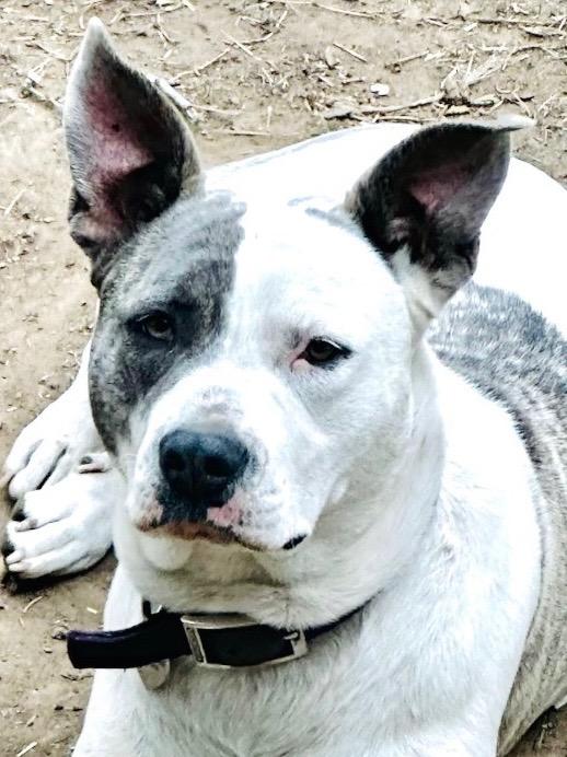 Enlarge Nova - CL, a Adoptable mixed breed in Claremore, OK image 2/4