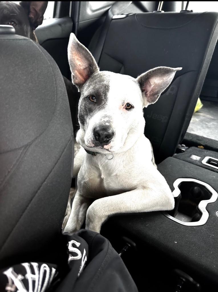 Enlarge Nova - CL, a Adoptable mixed breed in Claremore, OK image 3/4