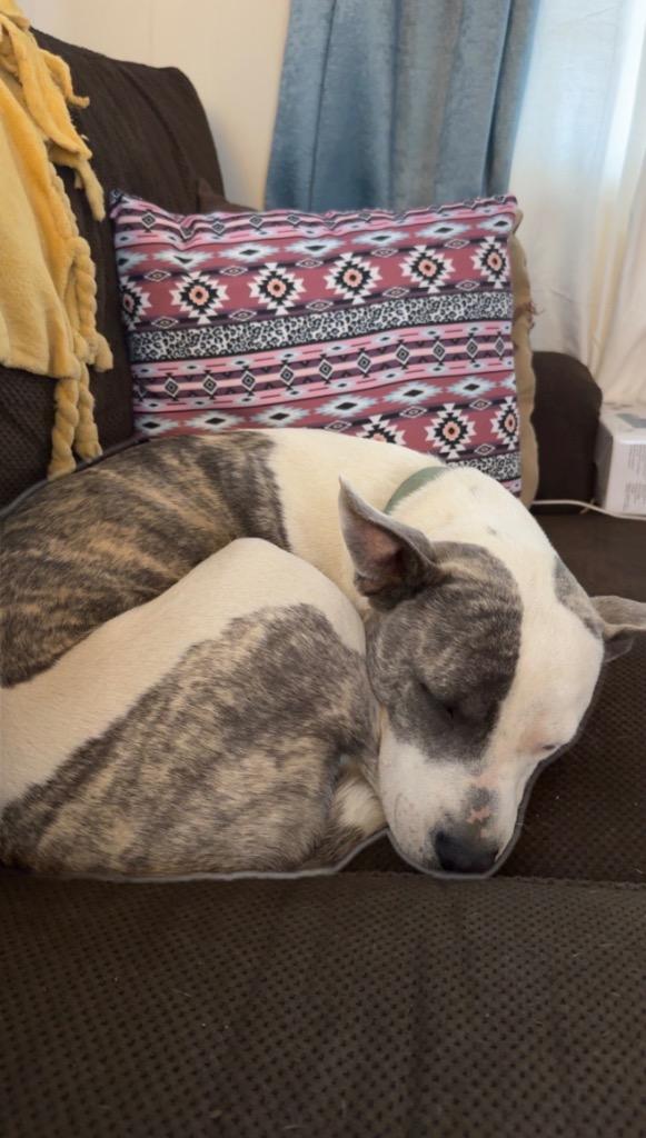 Enlarge Nova - CL, a Adoptable mixed breed in Claremore, OK image 4/4