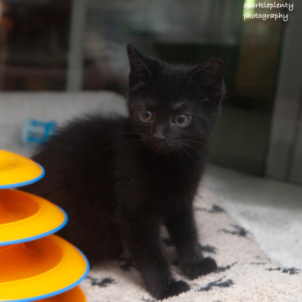 Enlarge Manny, an adopted Domestic Short Hair in Ridgefield, CT image 1/1