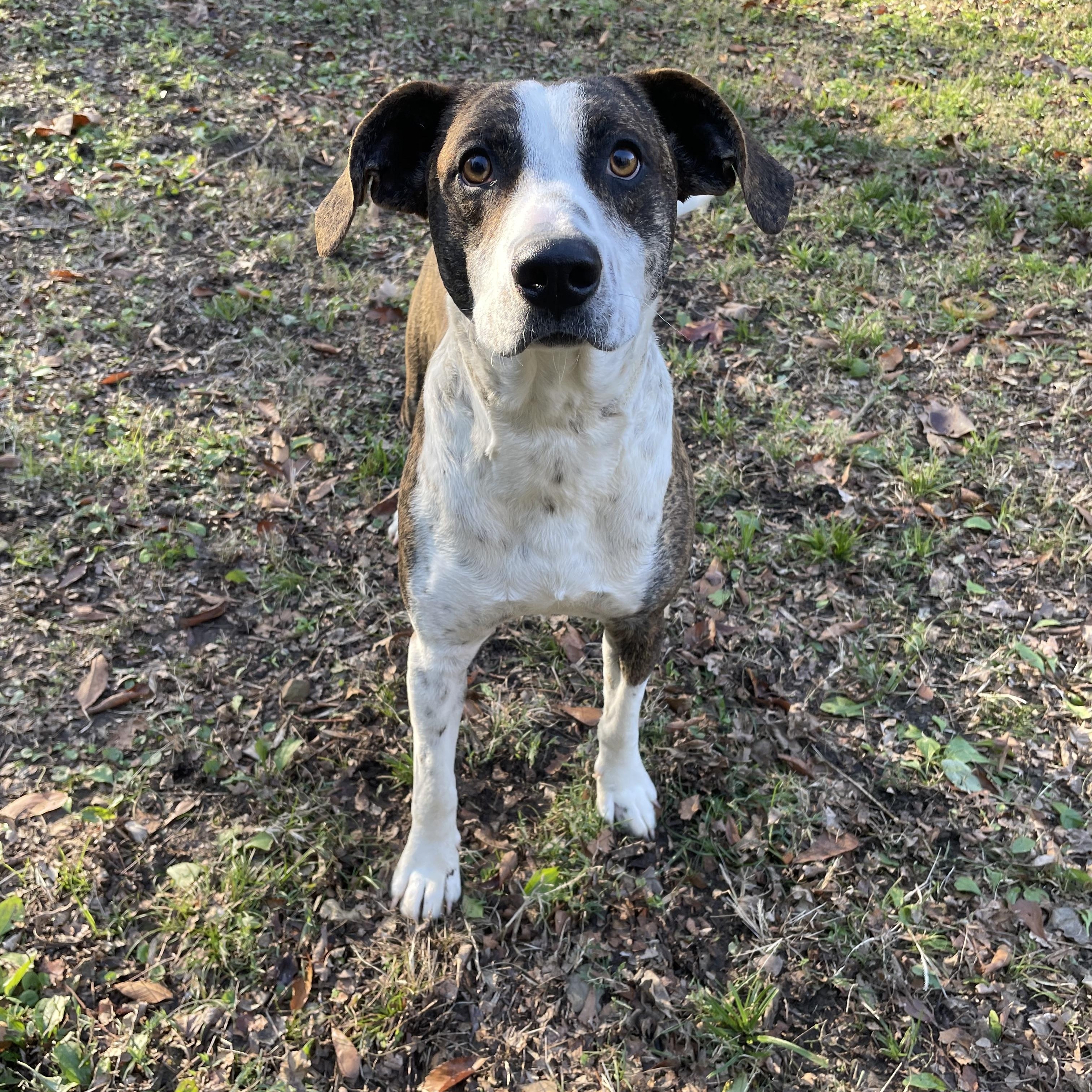 Henry II, a ADOPTABLE mixed breed in Heber Springs, AR image 5/5