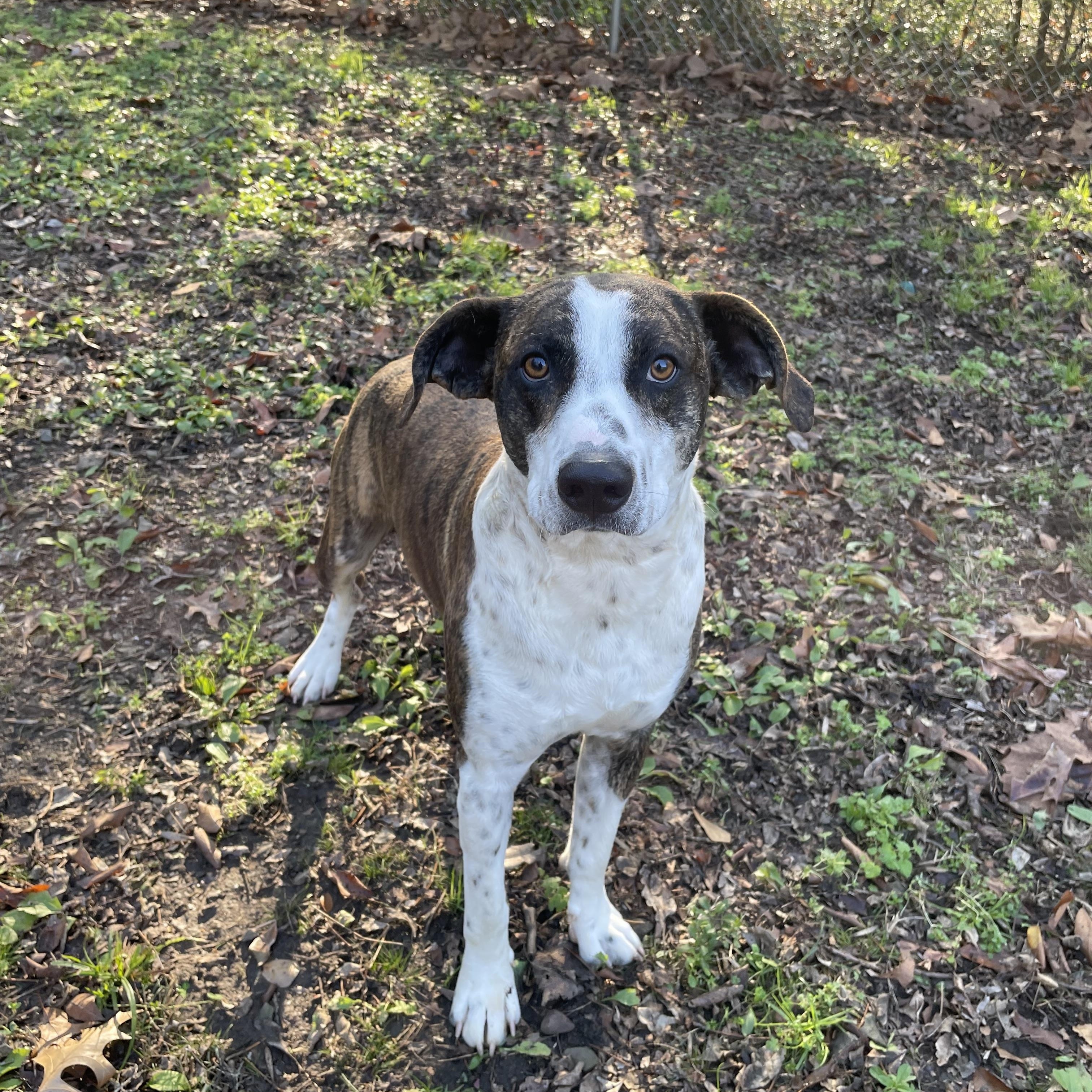 Henry II, a ADOPTABLE mixed breed in Heber Springs, AR image 4/5