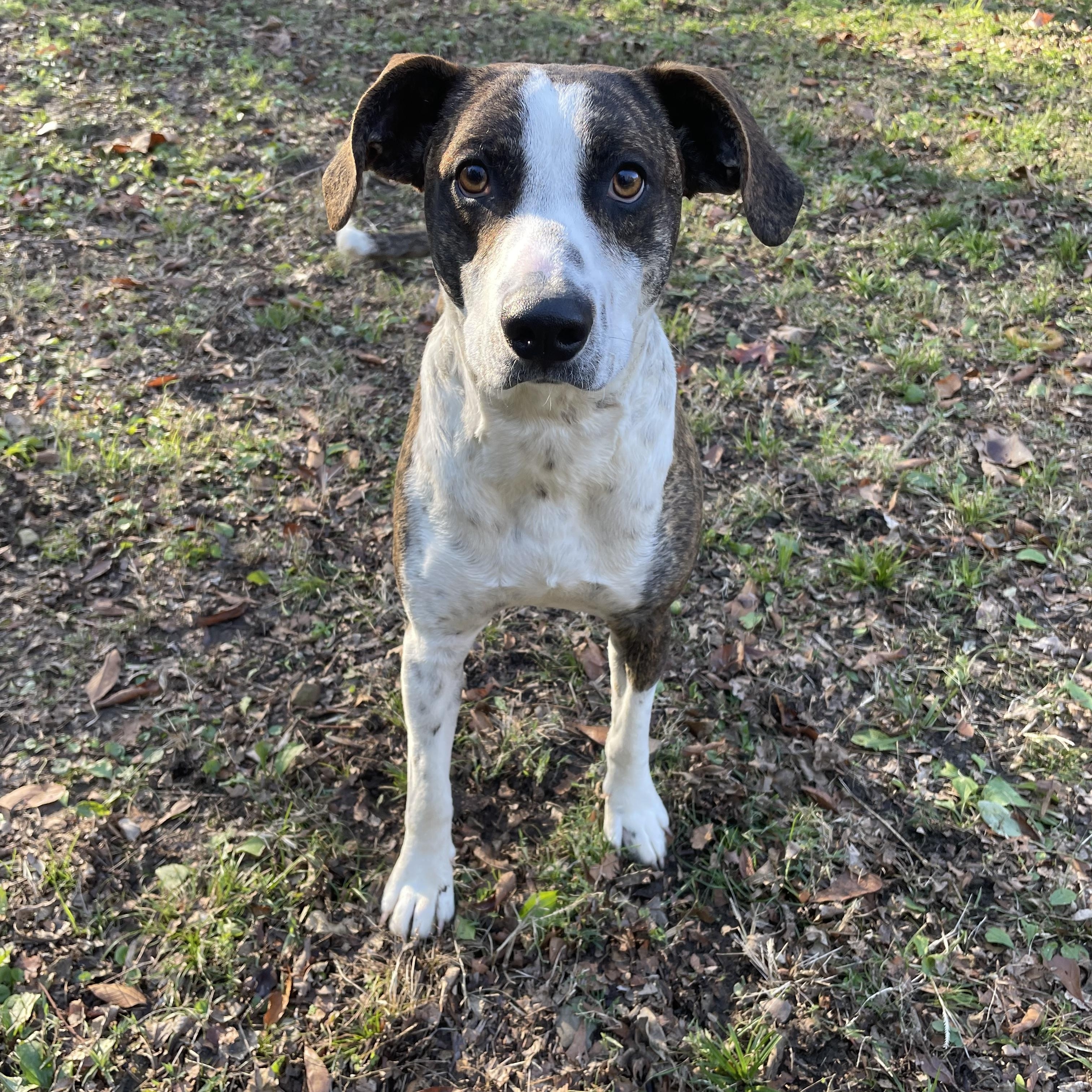 Henry II, a ADOPTABLE mixed breed in Heber Springs, AR image 2/5