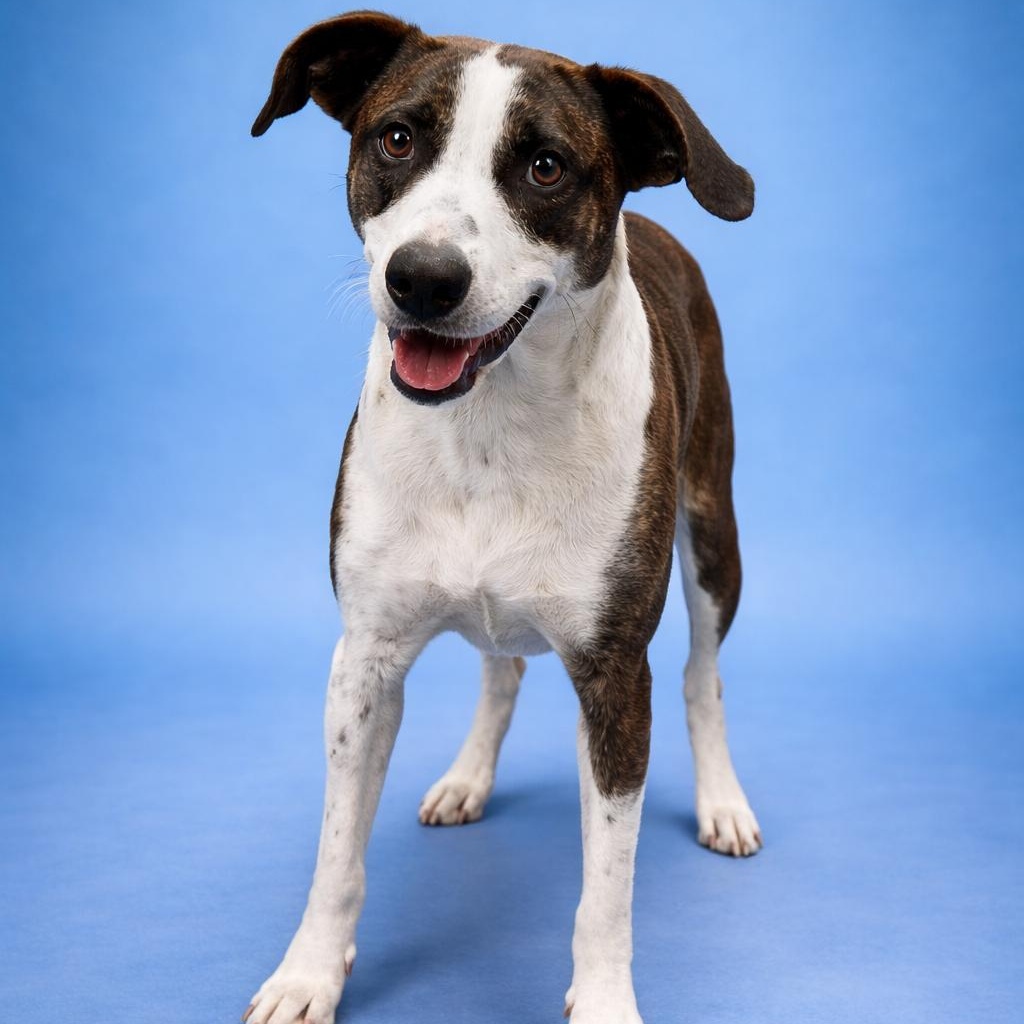 Henry II, a ADOPTABLE mixed breed in Heber Springs, AR image 1/5