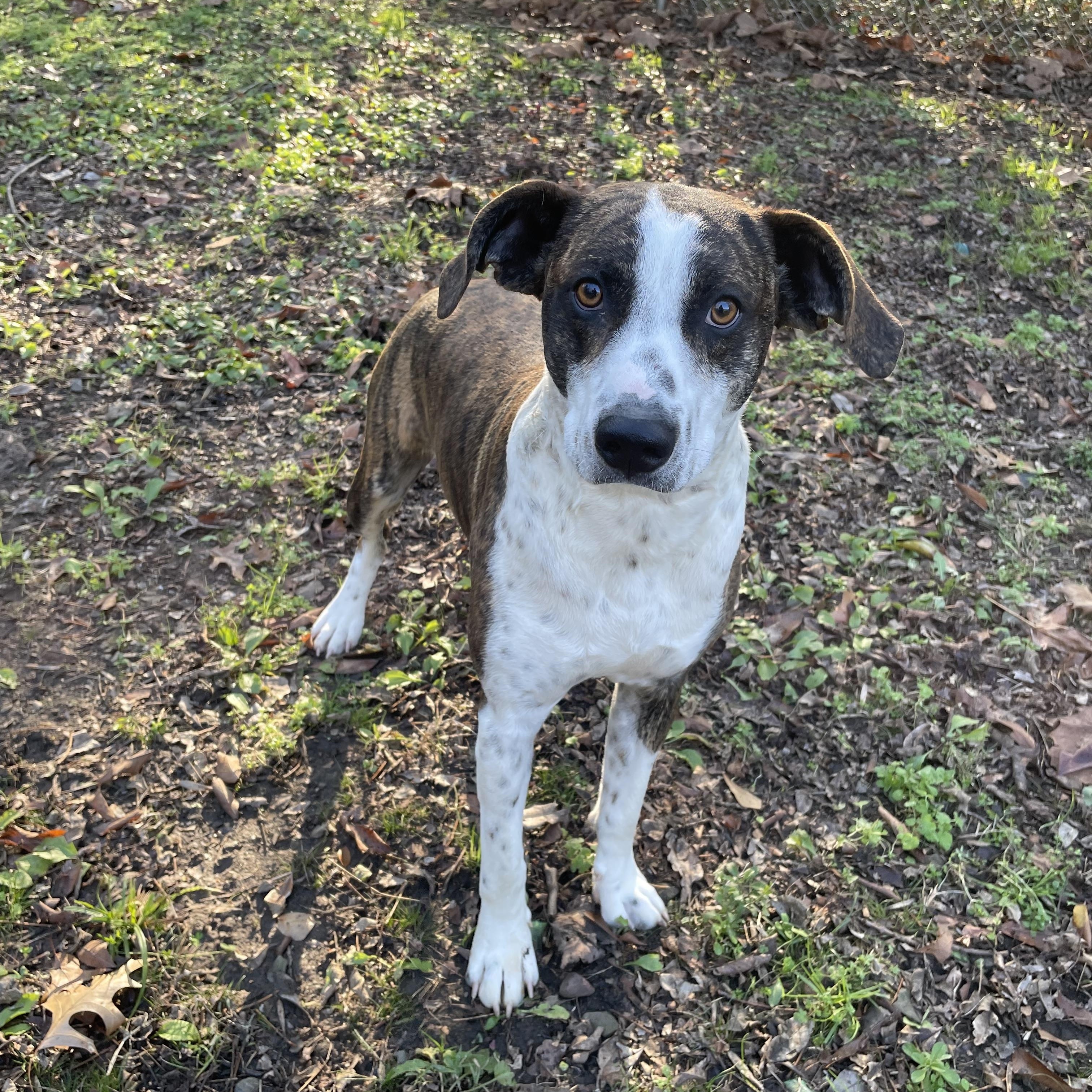 Henry II, a ADOPTABLE mixed breed in Heber Springs, AR image 3/5