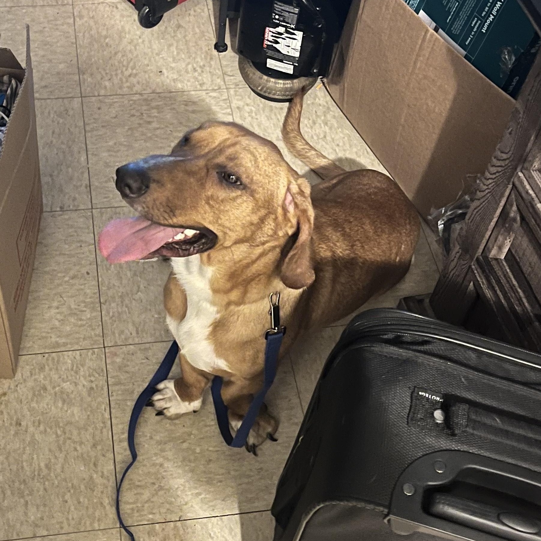 Enlarge Ace, a Adoptable mixed breed in Fort Washington, MD image 6/6