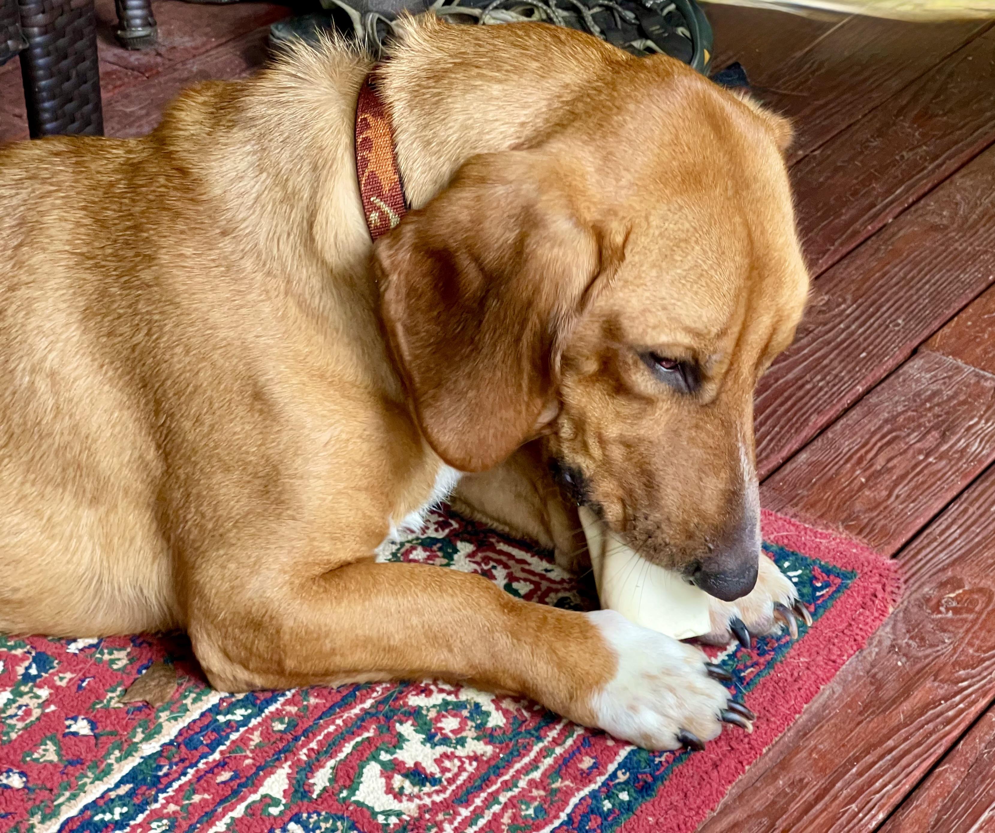 Enlarge Ace, a Adoptable mixed breed in Fort Washington, MD image 5/6