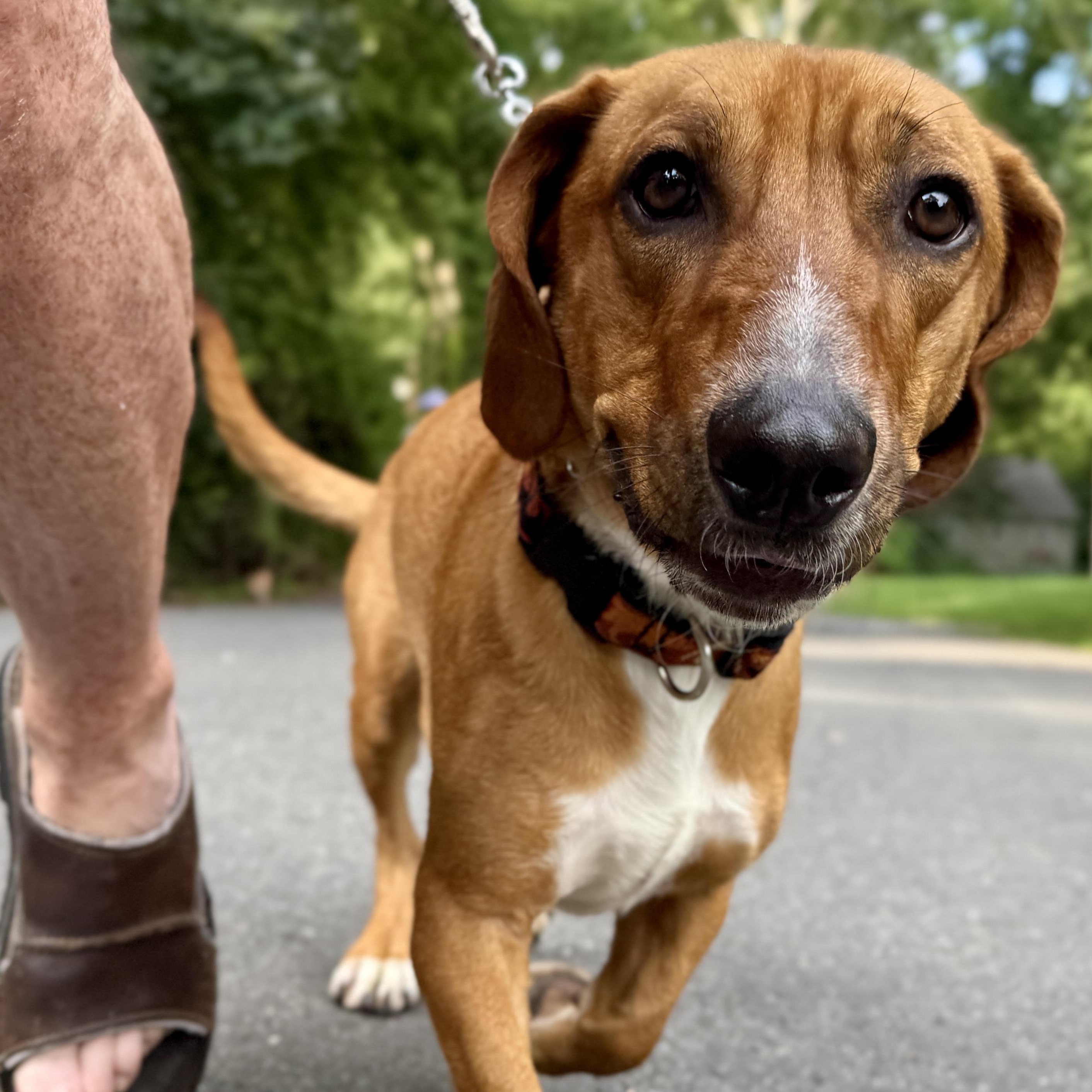 Enlarge Ace, a Adoptable mixed breed in Fort Washington, MD image 3/6