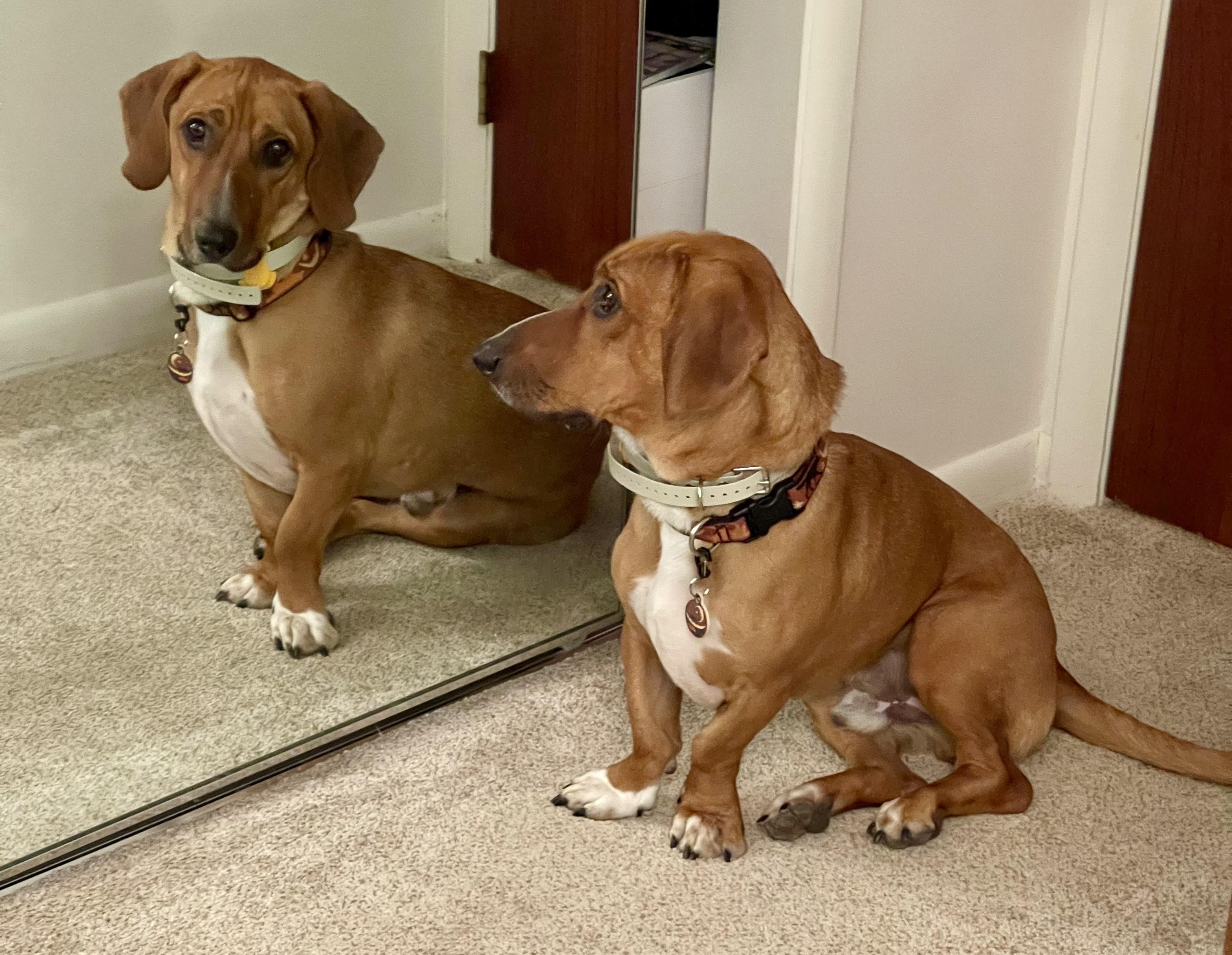 Ace, Adoptable, Young Male Basset Hound.