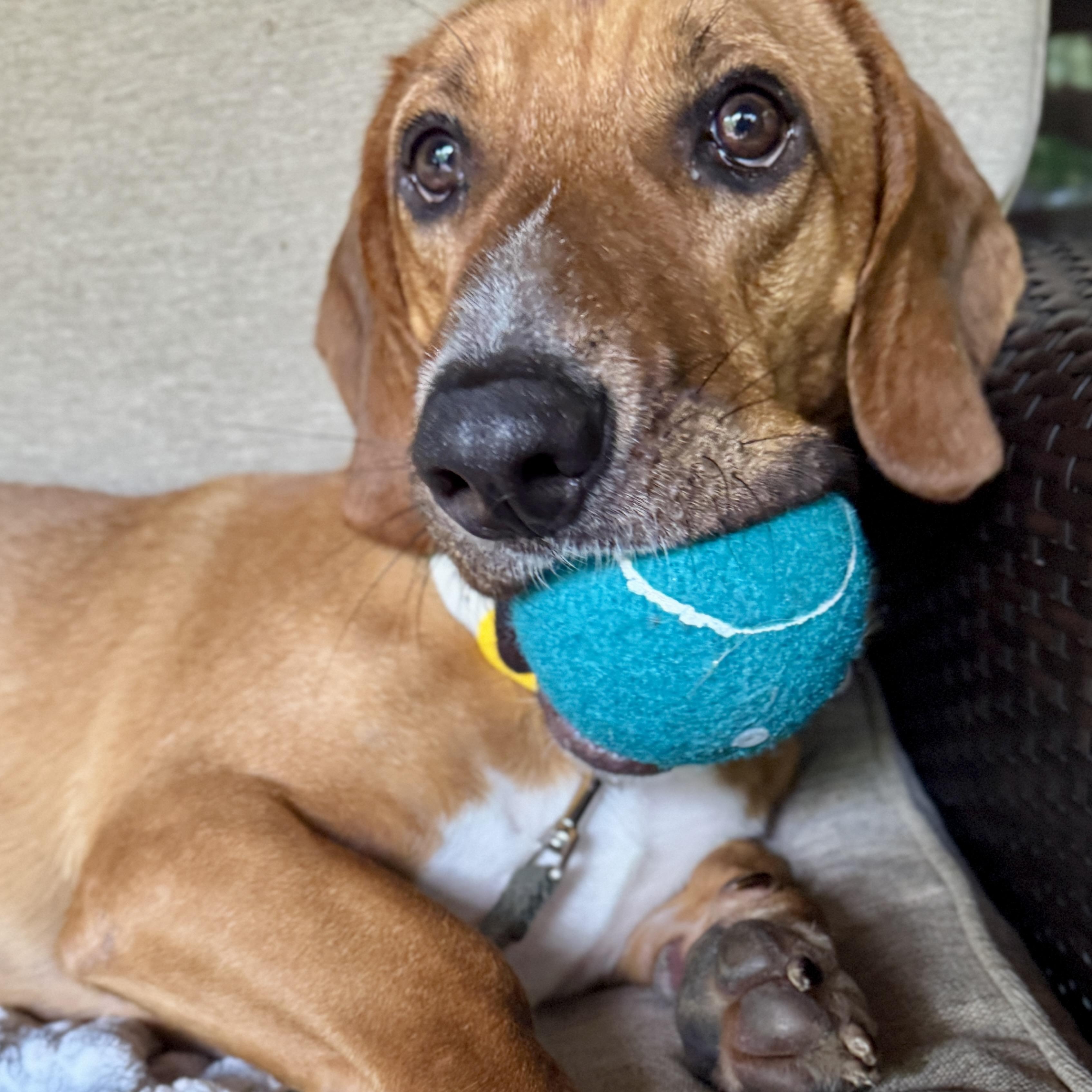 Enlarge Ace, a Adoptable mixed breed in Fort Washington, MD image 1/6