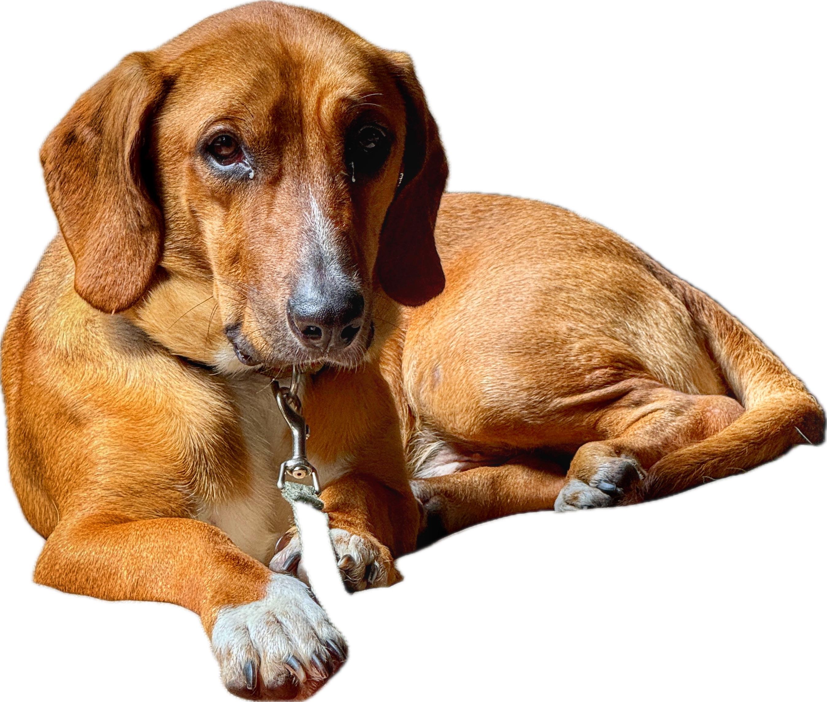 Enlarge Ace, a Adoptable mixed breed in Fort Washington, MD image 4/6