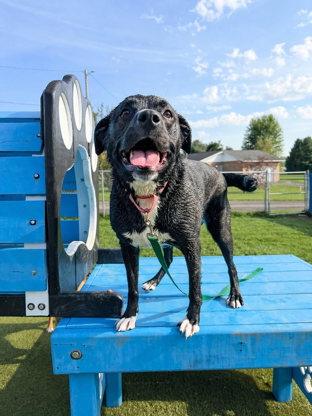 Enlarge Bongo, a ADOPTABLE mixed breed in Wooster, OH image 2/2