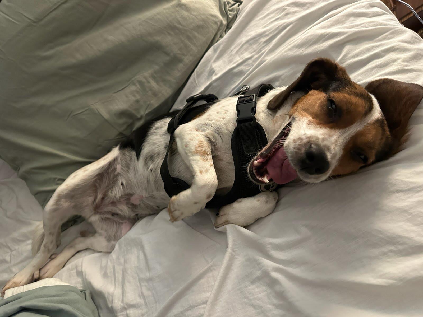 Enlarge Acorn, a Adopted Beagle in Clyde, NC image 3/4