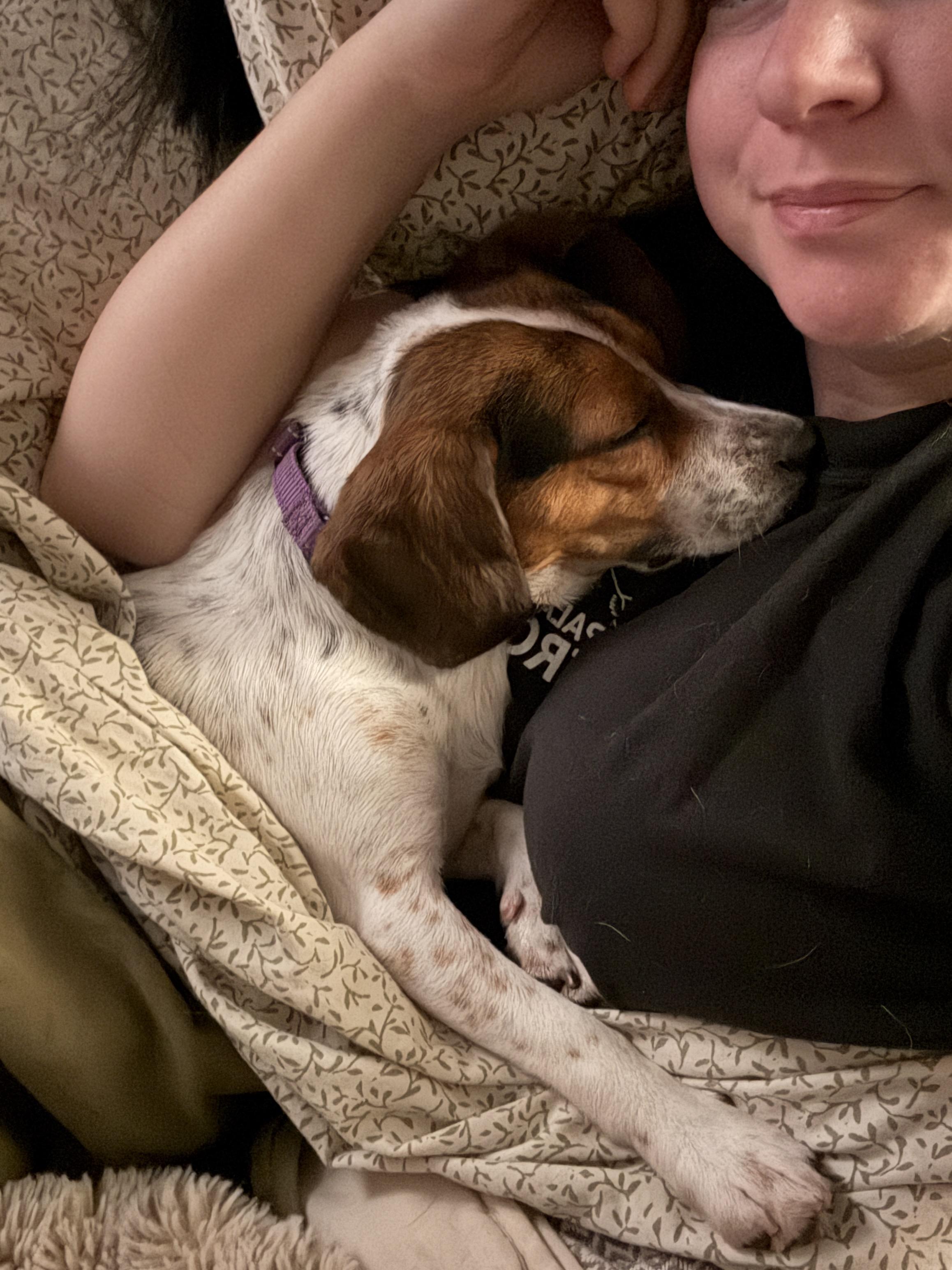 Enlarge Acorn, a Adopted Beagle in Clyde, NC image 1/4