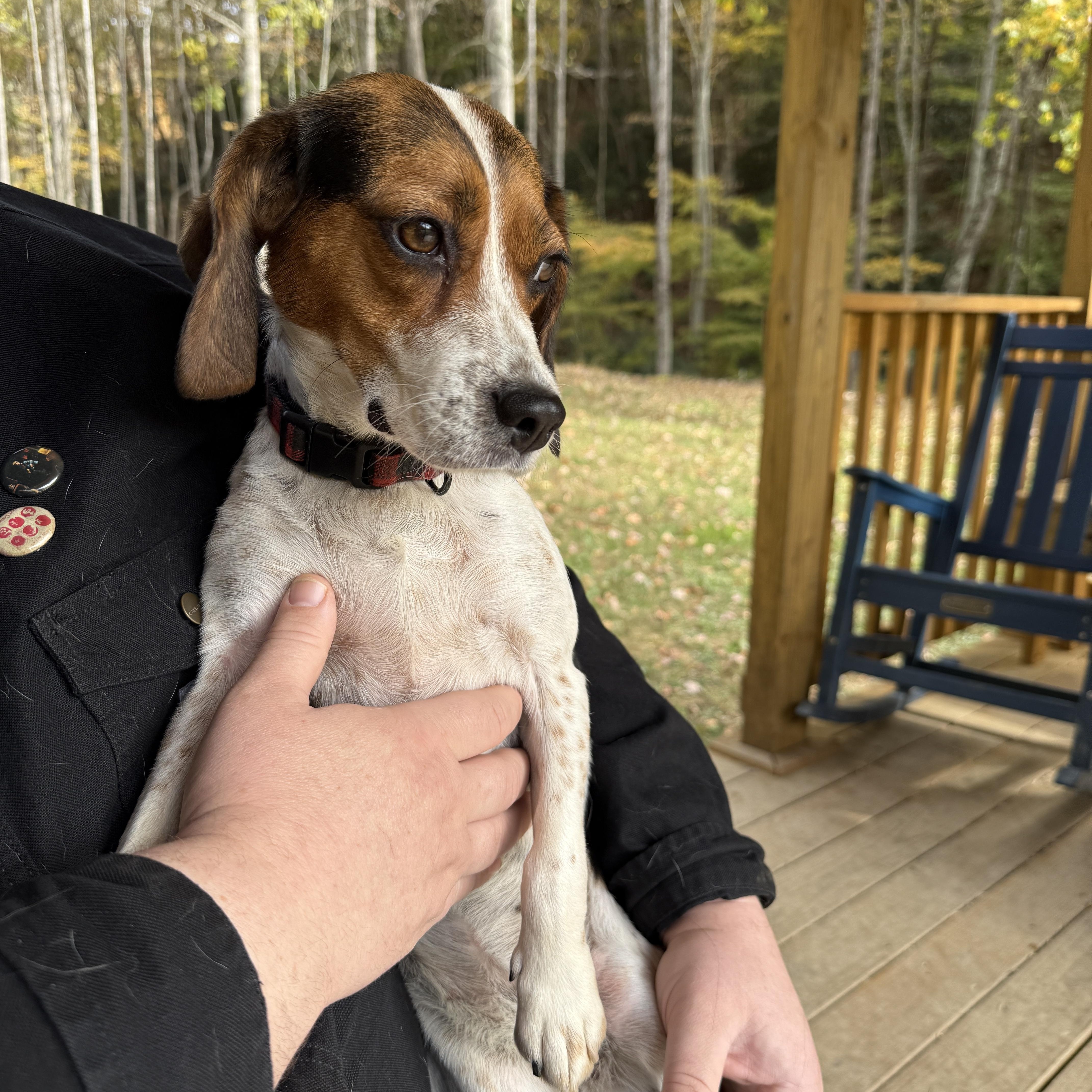 Enlarge Acorn, a Adopted Beagle in Clyde, NC image 4/4