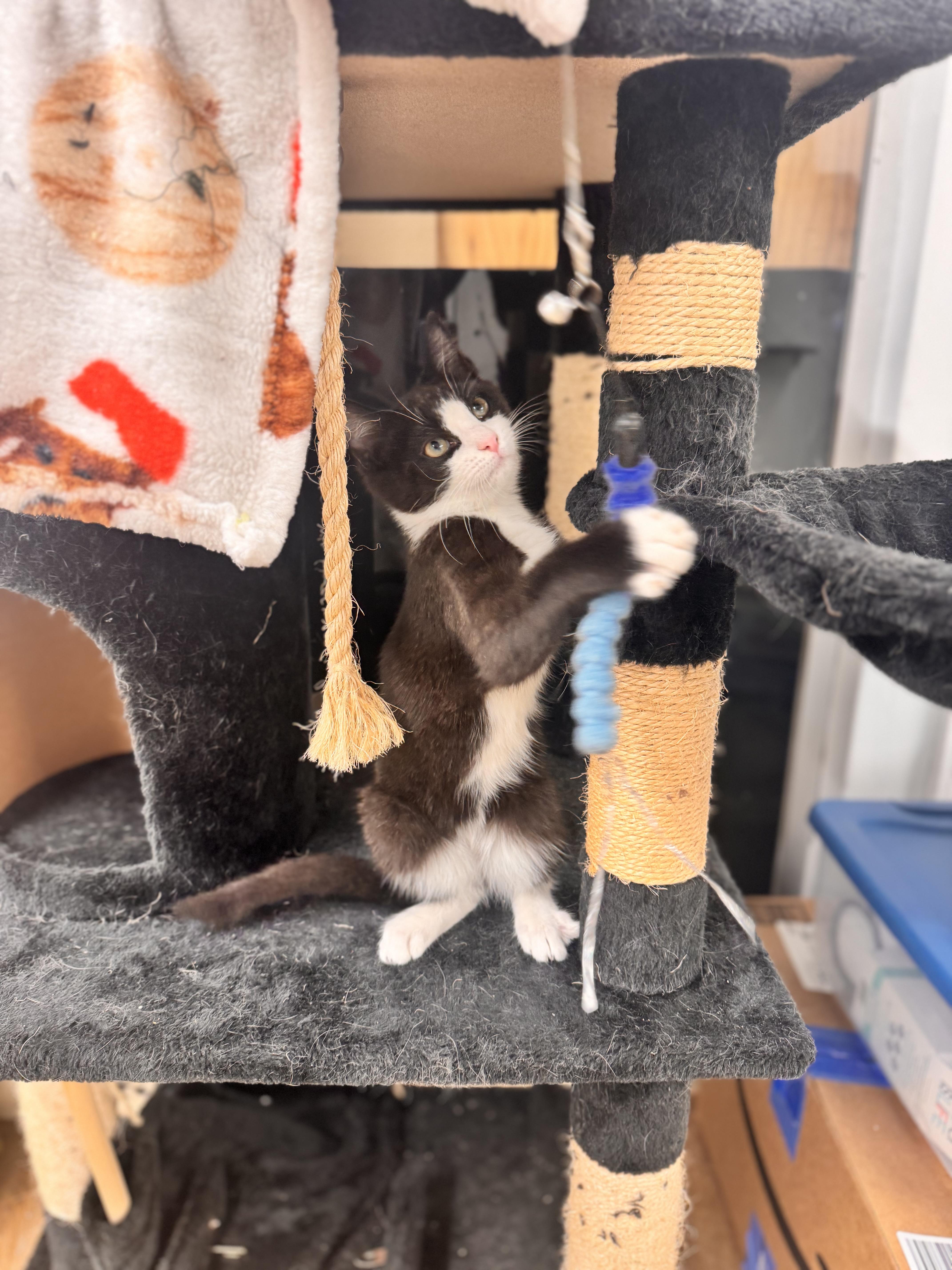 Axel, a Adoptable Domestic Short Hair in Cincinnati, OH image 5/6