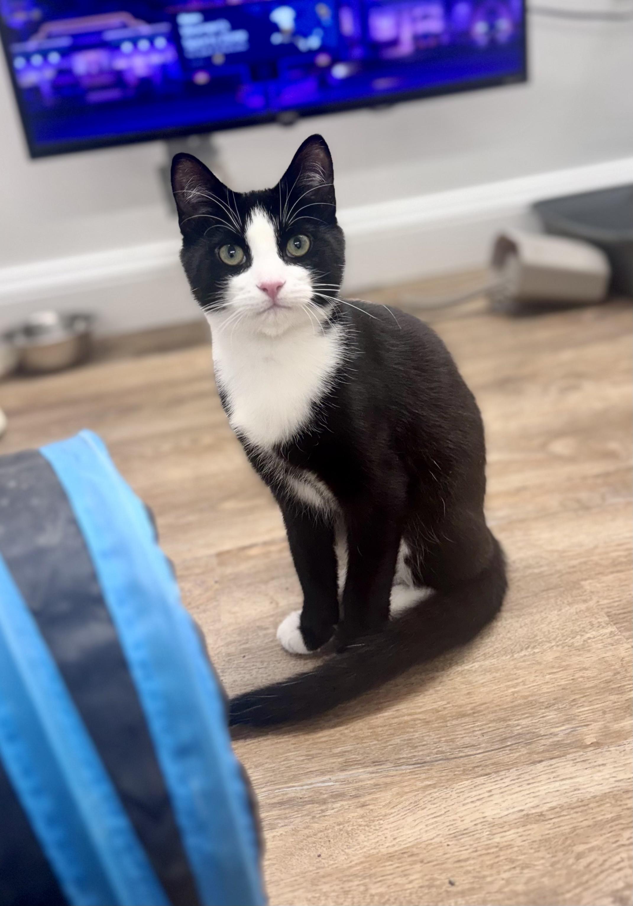 Axel, a Adoptable Domestic Short Hair in Cincinnati, OH image 1/6