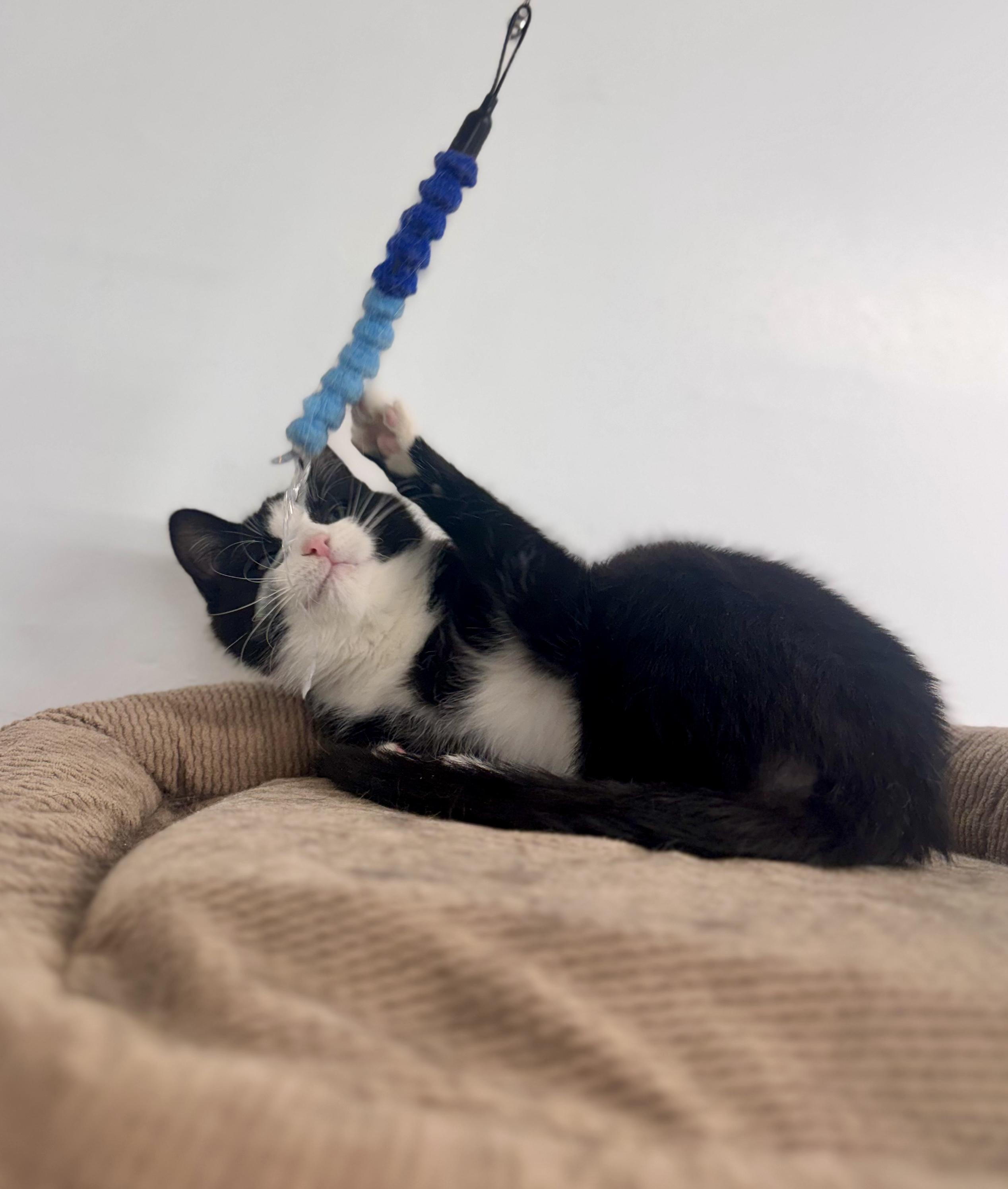 Axel, a Adoptable Domestic Short Hair in Cincinnati, OH image 6/6