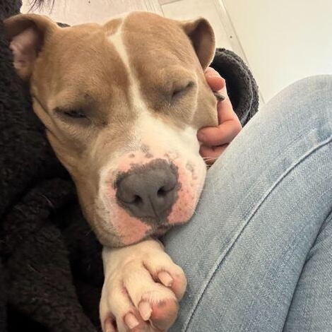 Enlarge Hammy, a ADOPTABLE American Bully in Driggs, ID image 2/6