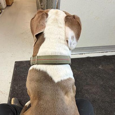 Enlarge Hammy, a ADOPTABLE American Bully in Driggs, ID image 3/6