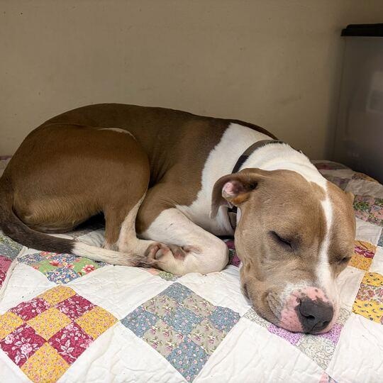 Hammy, ADOPTABLE, Adult Male American Bully.