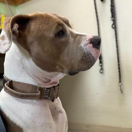 Enlarge Hammy, a ADOPTABLE American Bully in Driggs, ID image 4/6