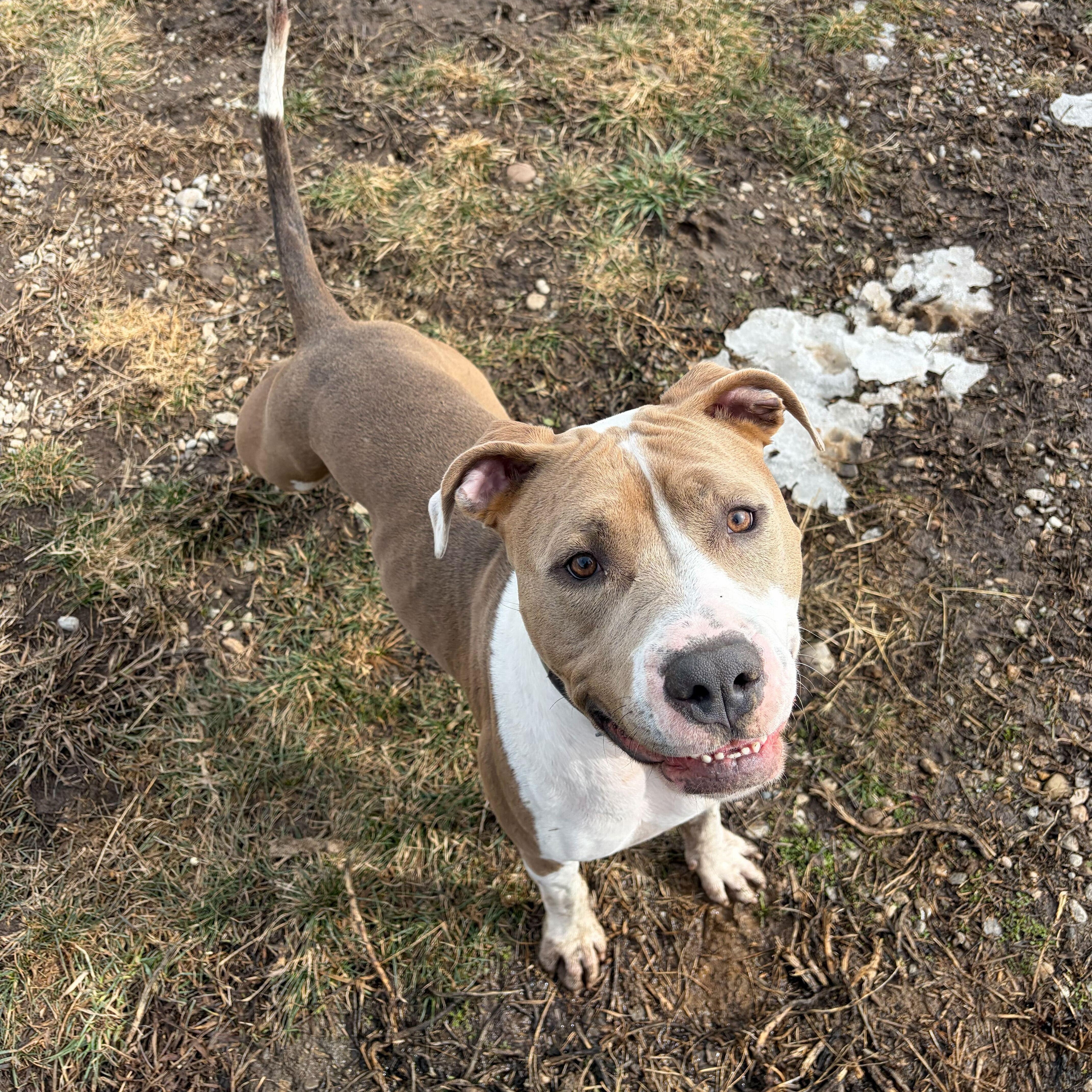 Enlarge Hammy, a ADOPTABLE American Bully in Driggs, ID image 6/6