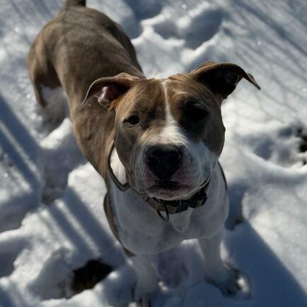 Enlarge Hammy, a ADOPTABLE American Bully in Driggs, ID image 5/6