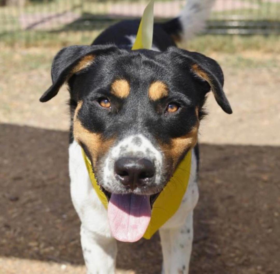 Dino, a Adoptable mixed breed in San Antonio , TX image 1/2