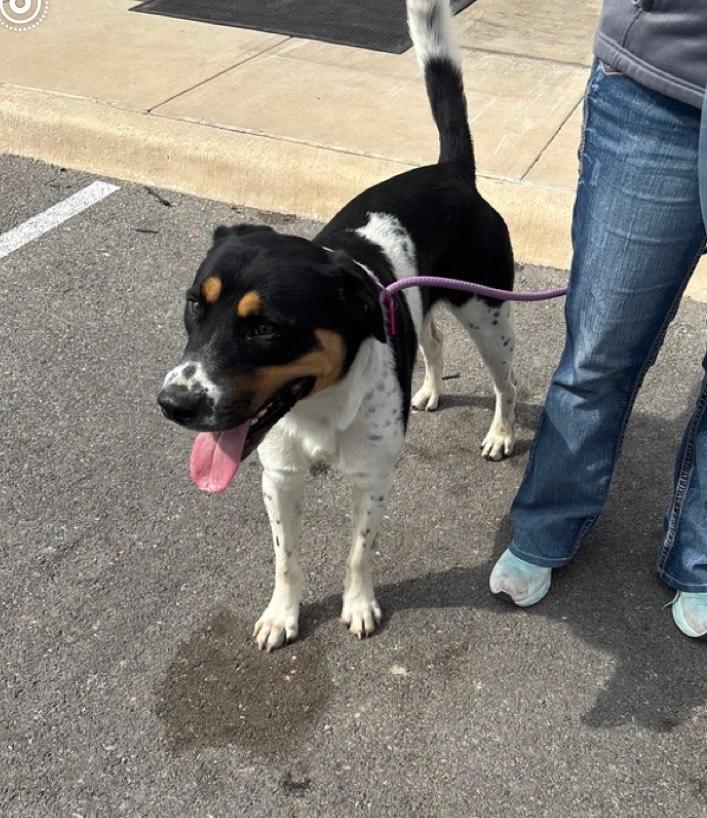 Dino, a Adoptable mixed breed in San Antonio , TX image 2/2