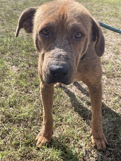 Enlarge HOUSTON, a Adoptable Labrador Retriever in Corpus Christi, TX image 1/1