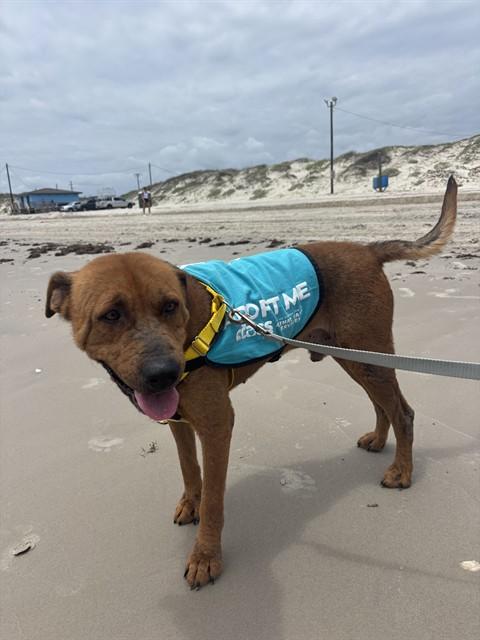 Enlarge HOUSTON, a Adoptable Labrador Retriever in Corpus Christi, TX image 1/1
