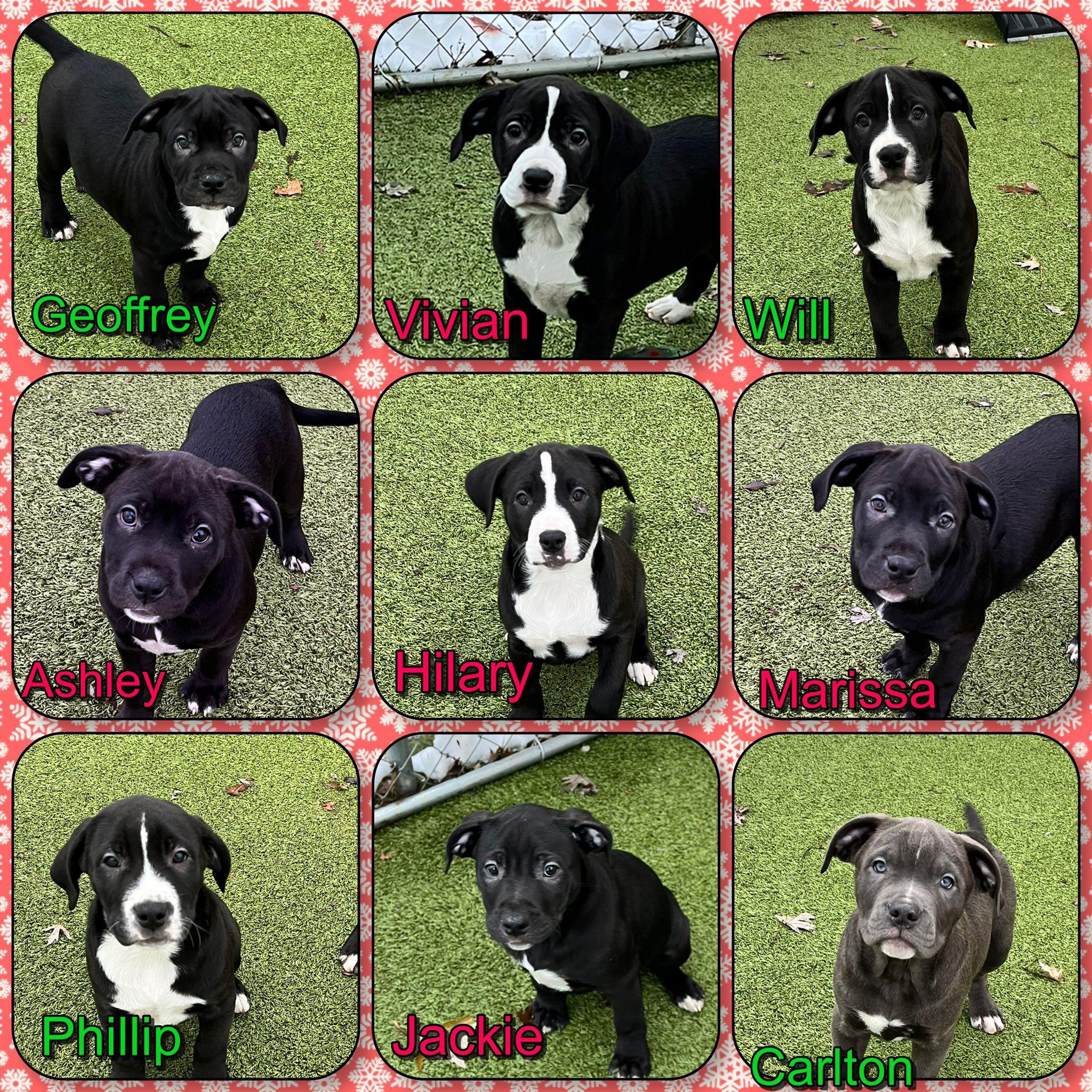 Enlarge Fresh Prince of Bel Air Litter - puppies , a ADOPTABLE mixed breed in Traverse City, MI image 1/1