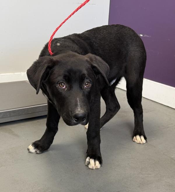 Enlarge *Hamburger*, a Adoptable mixed breed in Salt Lake City, UT image 1/1