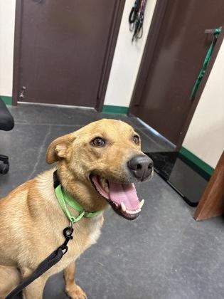 Noodle, Adult Male Retriever