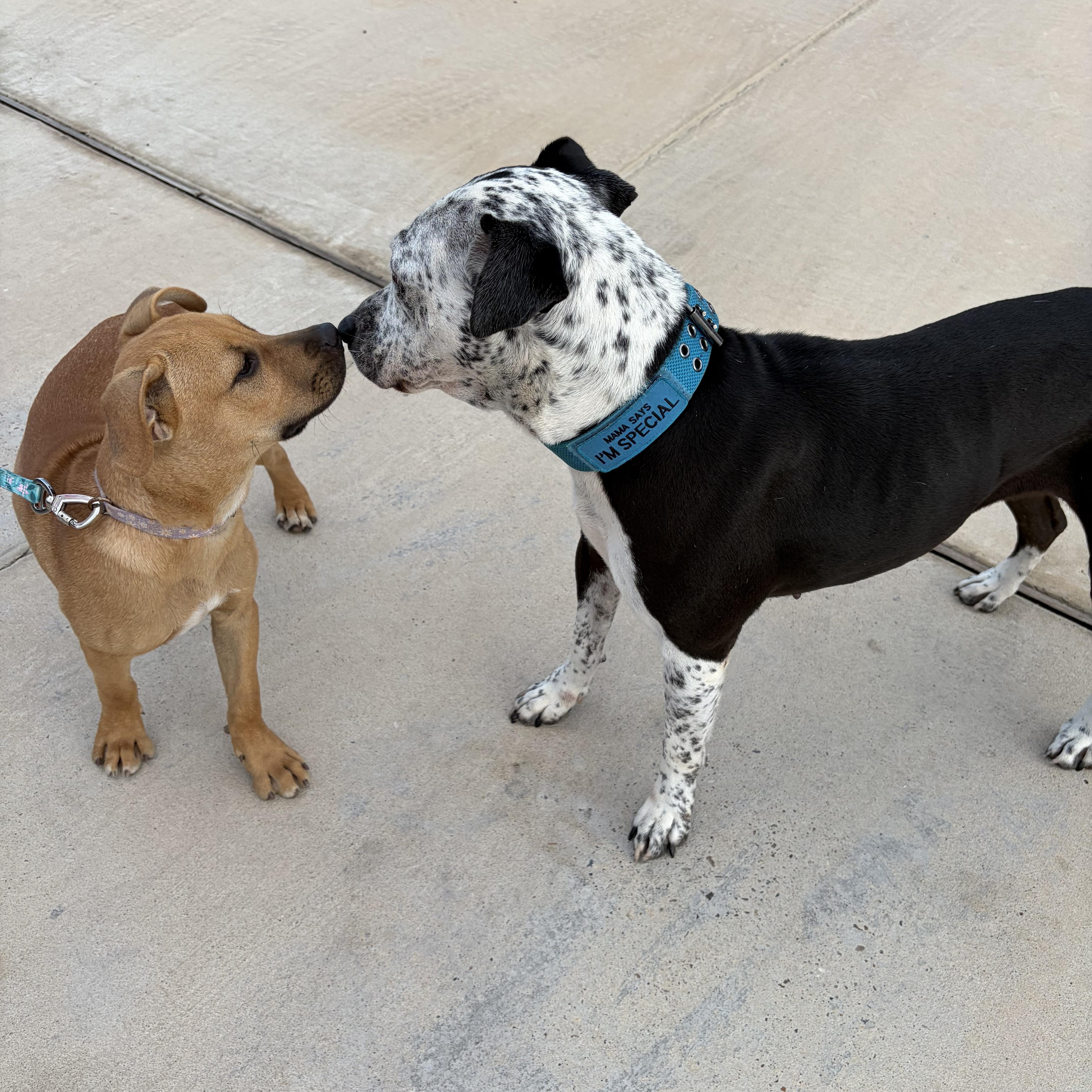 Enlarge Laurie, a Adoptable mixed breed in Stanfordville, NY image 2/4