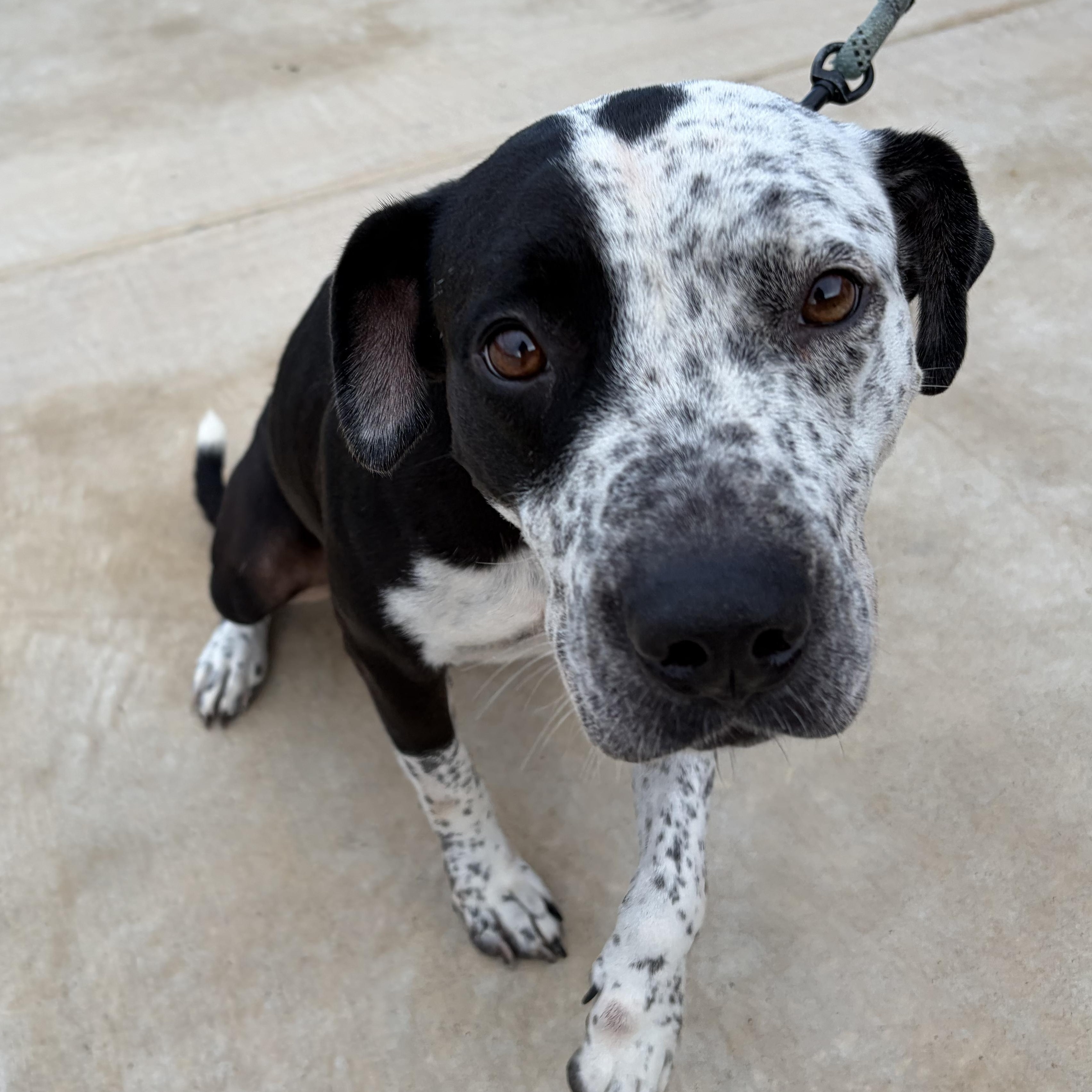 Enlarge Laurie, a Adoptable mixed breed in Stanfordville, NY image 3/4