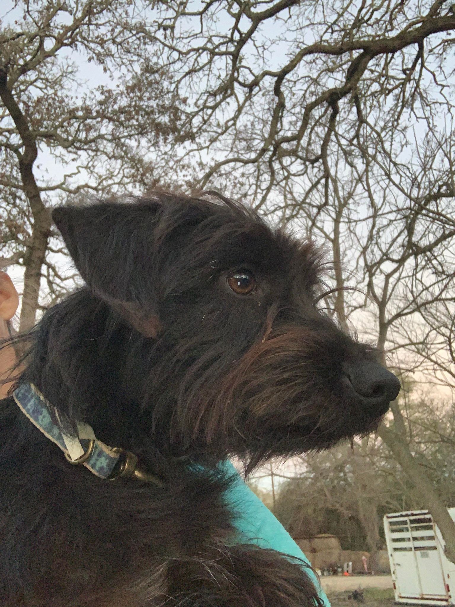 Enlarge Max, a Adopted mixed breed in Caldwell, TX image 1/6