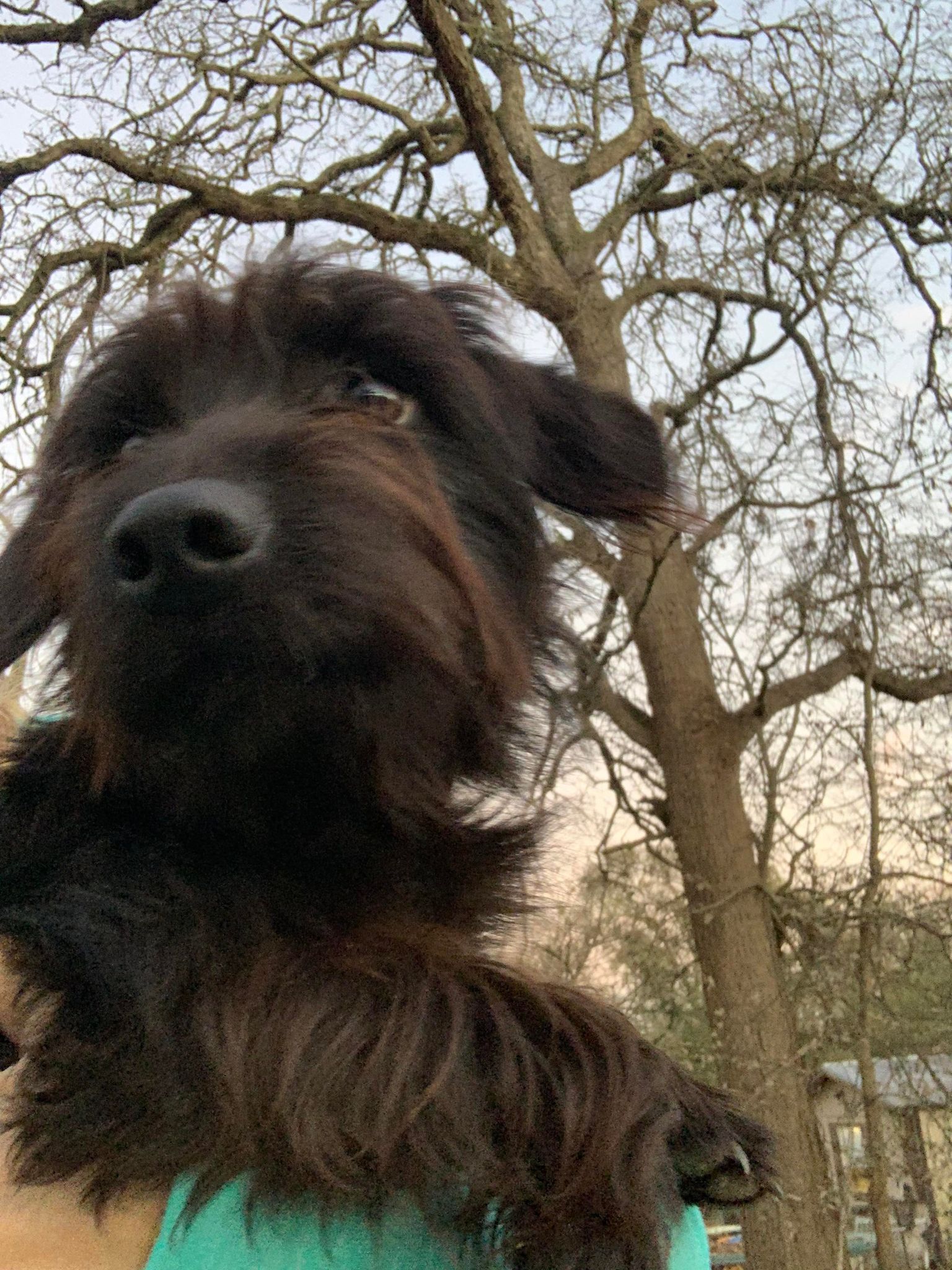 Enlarge Max, a Adopted mixed breed in Caldwell, TX image 2/6