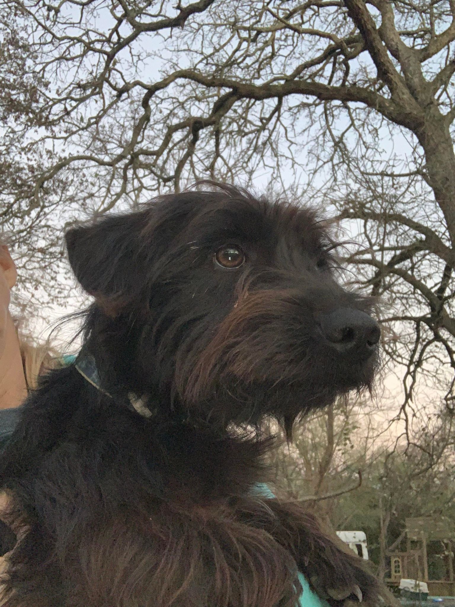 Enlarge Max, a Adopted mixed breed in Caldwell, TX image 3/6