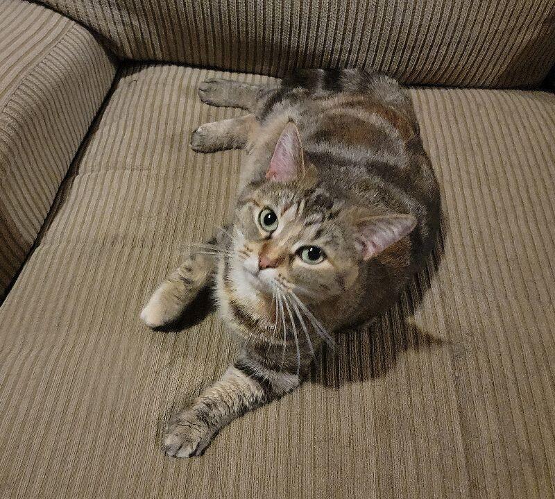 Enlarge Mary, a Adoptable Domestic Short Hair in Adrian, MI image 1/6