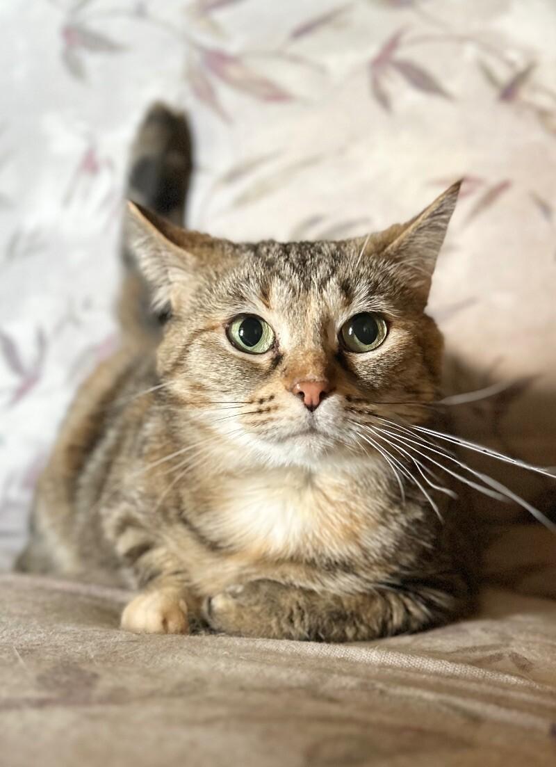 Enlarge Mary, a Adoptable Domestic Short Hair in Adrian, MI image 2/6